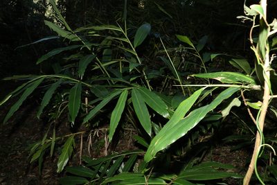 Alpinia caerulea, photographed by Greg Tasney