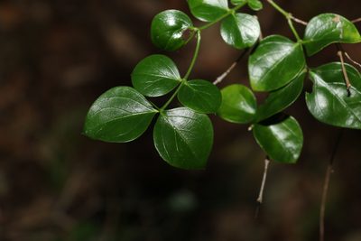 Carissa spinarum, photographed by Greg Tasney
