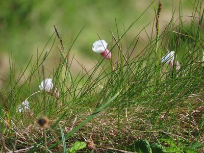 Silene uniflora, photographed by Anne Thomson