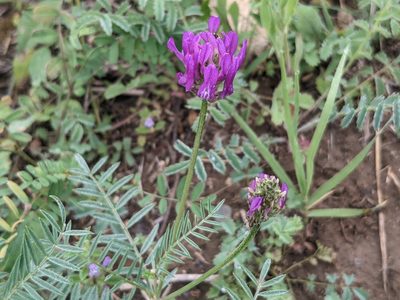 Astragalus onobrychis, photographed by Zoltán Stekkelpak