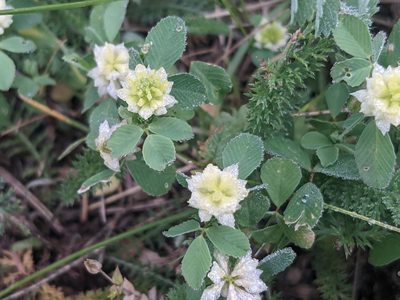Trifolium campestre, photographed by Zoltán Stekkelpak