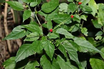 Rivina humilis, photographed by Greg Tasney