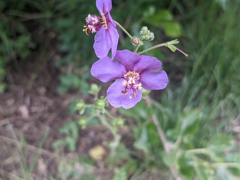 Verbascum phoeniceum, photographed by Zoltán Stekkelpak
