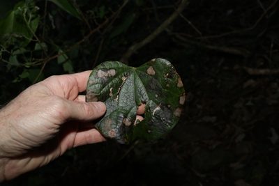 Legnephora moorei, photographed by Greg Tasney