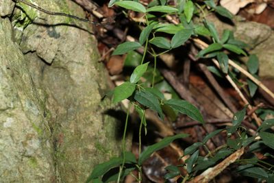 Dolichandra unguis-cati, photographed by Greg Tasney