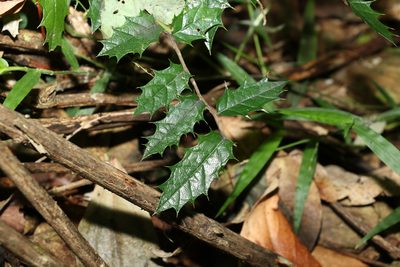 Aphananthe philippinensis, photographed by Greg Tasney