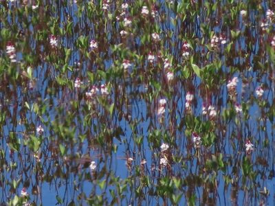 Menyanthes trifoliata, photographed by Anne Thomson