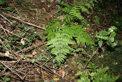 Pteris tremula, photographed by Greg Tasney
