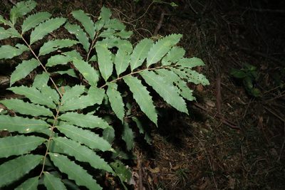 Cupaniopsis newmanii, photographed by Greg Tasney