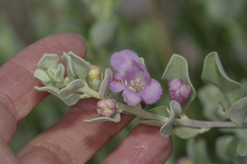 Leucophyllum frutescens, photographed by Michelle W. （鍾偉瑋）