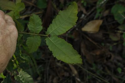 Alectryon tomentosus, photographed by Greg Tasney