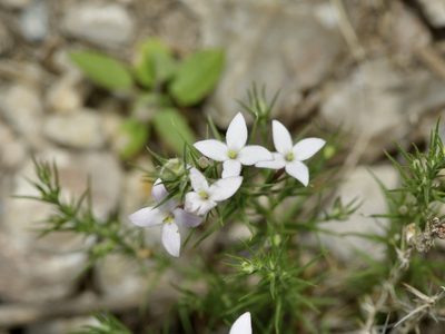 Houstonia acerosa