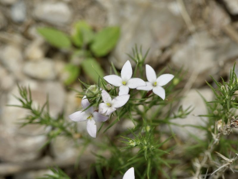 Houstonia acerosa, photographed by Michelle W. （鍾偉瑋）