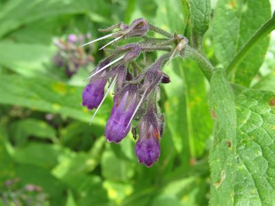 Symphytum officinale, photographed by snaily_naily
