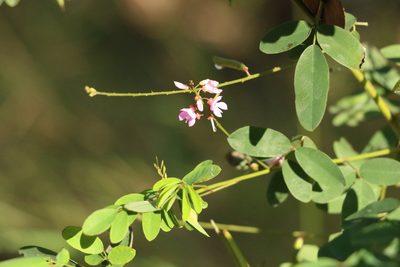 Indigofera australis, photographed by Greg Tasney