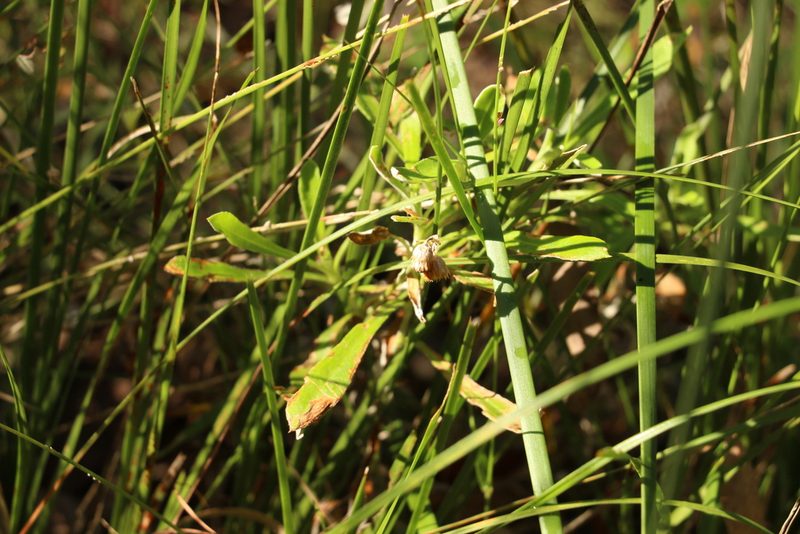 Chrysocephalum apiculatum, photographed by Greg Tasney