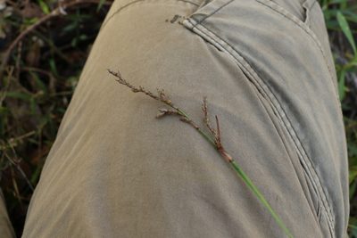 Lepidosperma laterale, photographed by Greg Tasney