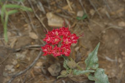 Nyctaginia capitata