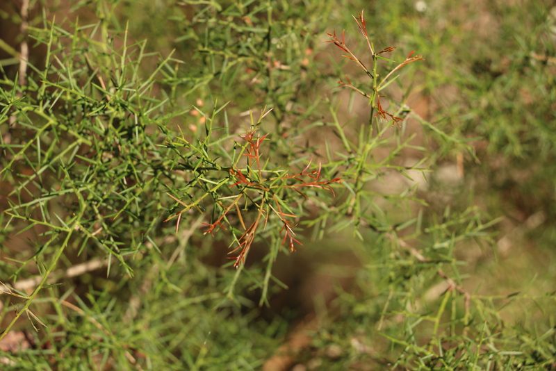 Daviesia ulicifolia, photographed by Greg Tasney