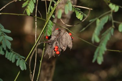 Abrus precatorius