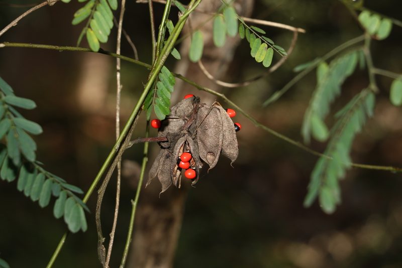 Abrus precatorius, photographed by Greg Tasney