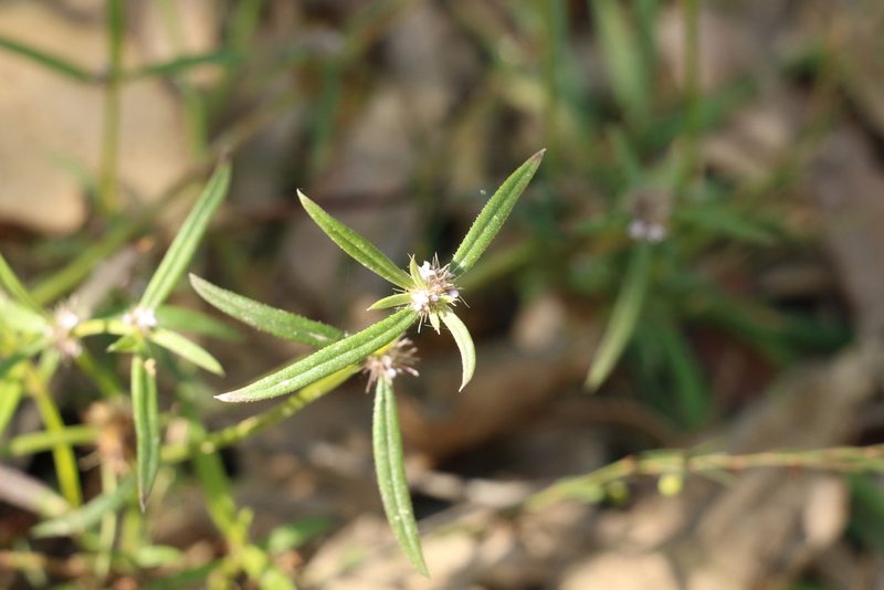 Spermacoce brachystema, photographed by Greg Tasney