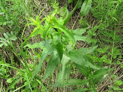 Veronica longifolia, photographed by snaily_naily