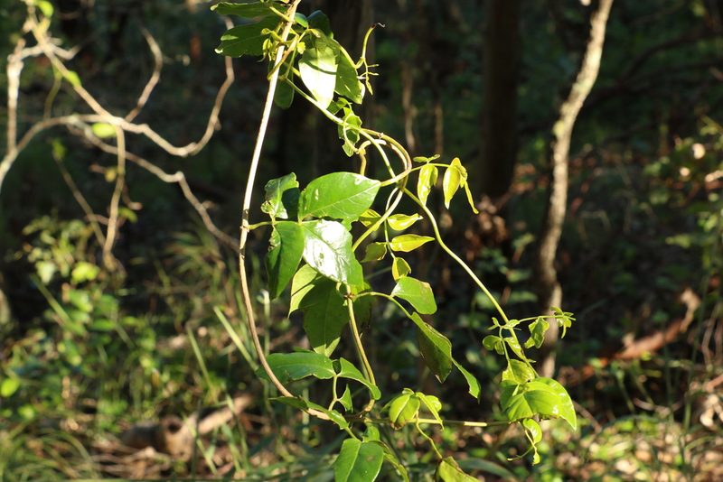 Pandorea floribunda, photographed by Greg Tasney