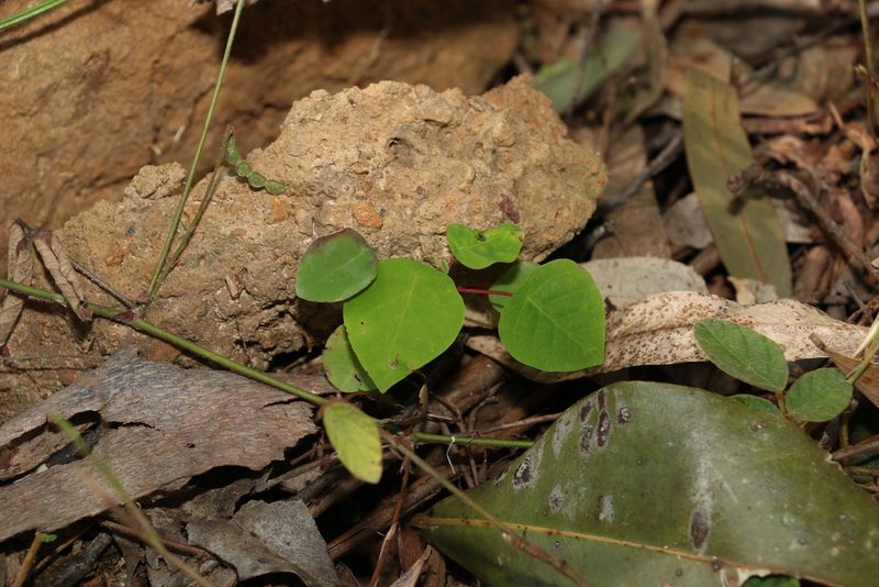 Homalanthus populifolius, photographed by Greg Tasney