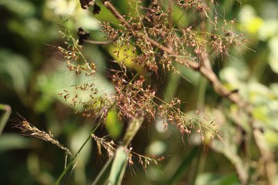 Melinis minutiflora, photographed by Greg Tasney
