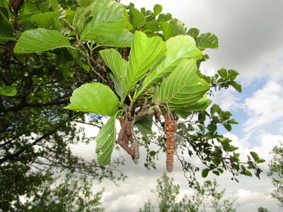 Alnus glutinosa, photographed by snaily_naily