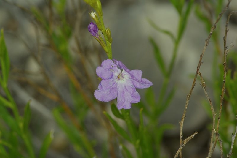 Bouchea linifolia, photographed by Michelle W. （鍾偉瑋）