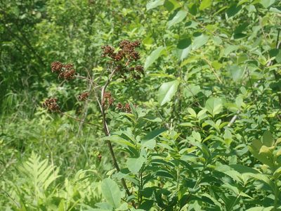 Spiraea alba, photographed by Lynn Harper