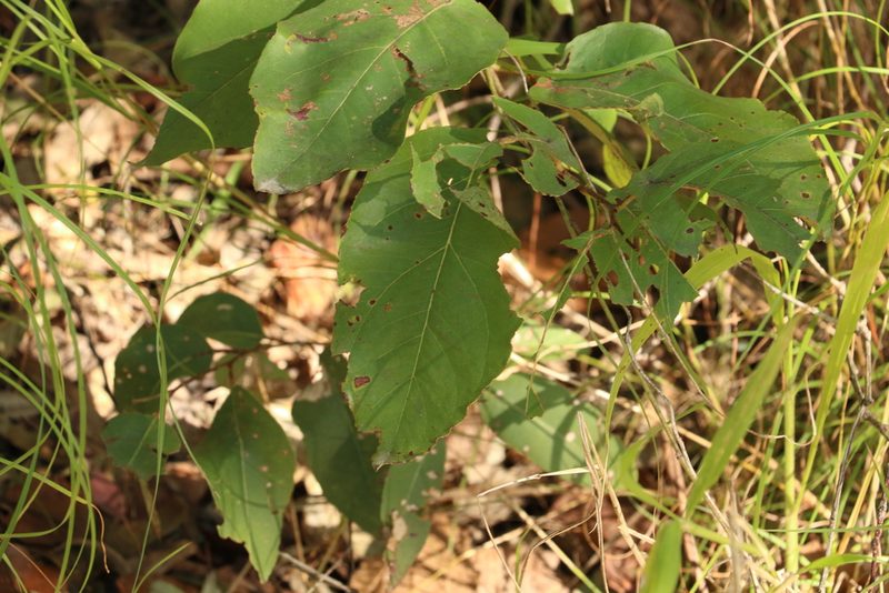 Corymbia torelliana, photographed by Greg Tasney