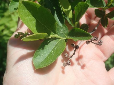 Lyonia ligustrina, photographed by Lynn Harper
