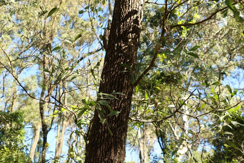 Corymbia tessellaris, photographed by Greg Tasney