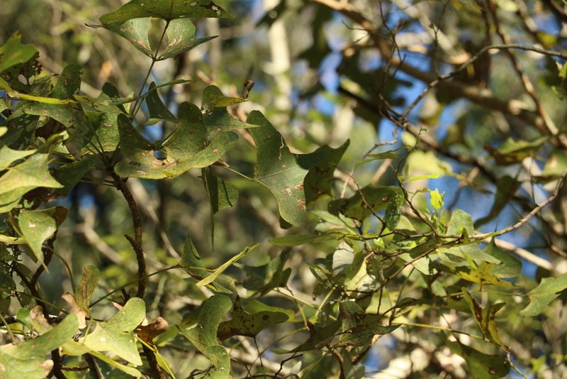 Erythrina vespertilio, photographed by Greg Tasney