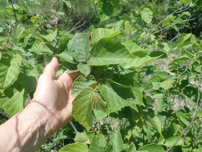 Corylus americana, photographed by Lynn Harper