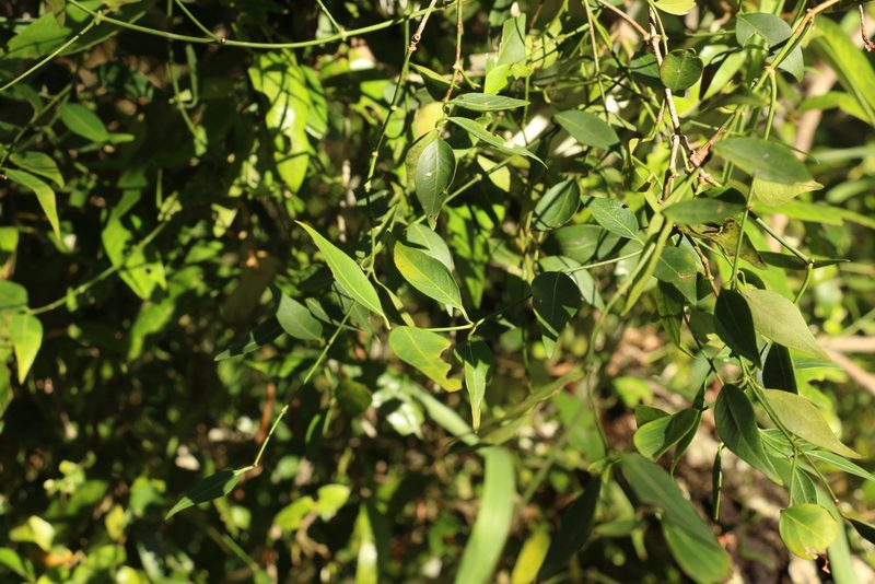 Secamone elliptica, photographed by Greg Tasney
