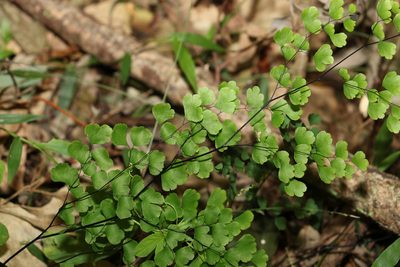 Adiantum aethiopicum