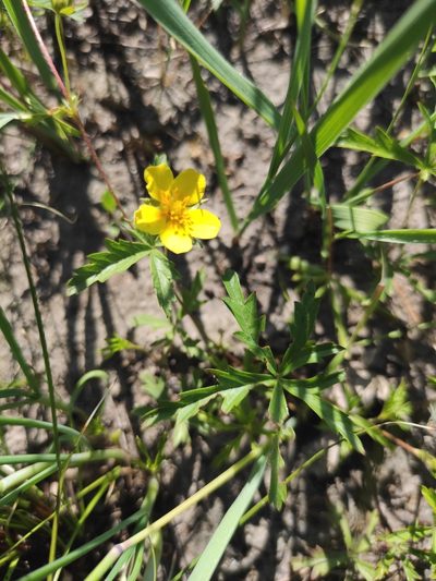 Potentilla flagellaris, photographed by Юлия