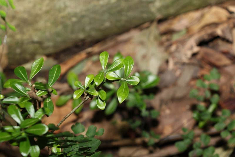 Psychotria daphnoides, photographed by Greg Tasney