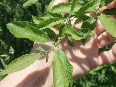 Ilex verticillata, photographed by Lynn Harper