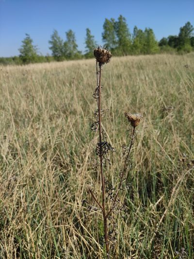 Klasea centauroides, photographed by Юлия