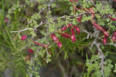 Mimosa texana
