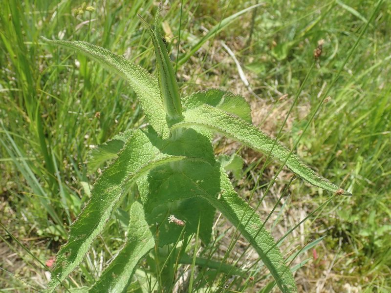Eupatorium perfoliatum, photographed by Lynn Harper