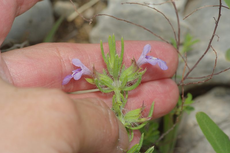 Salvia texana, photographed by Michelle W. （鍾偉瑋）