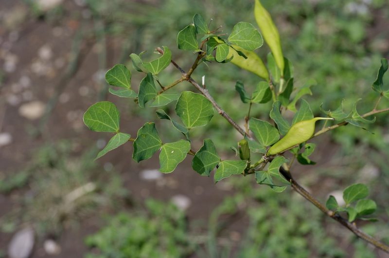 Bauhinia lunarioides, photographed by Michelle W. （鍾偉瑋）