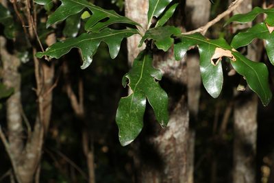 Stenocarpus sinuatus, photographed by Greg Tasney