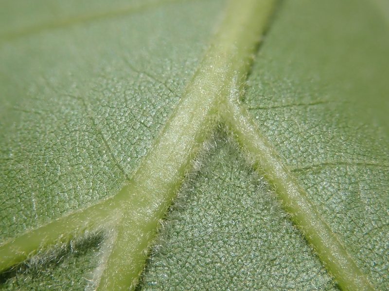 Quercus velutina, photographed by Lynn Harper